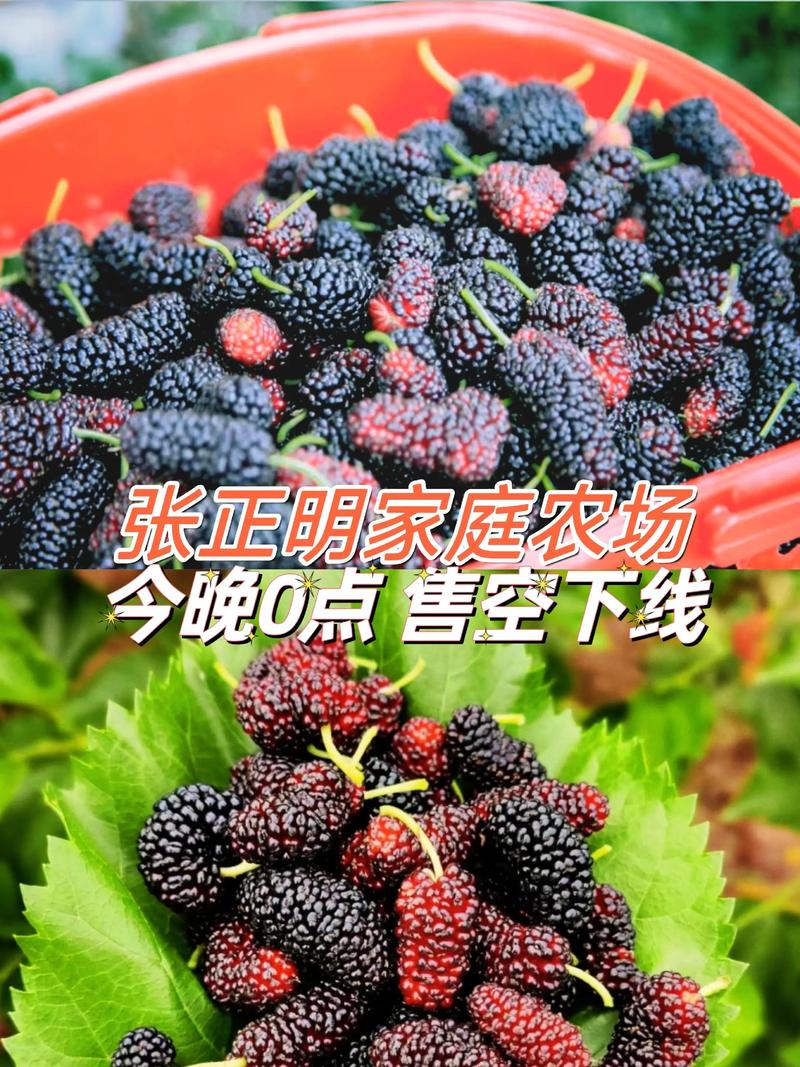 稻谷市场的广阔天地