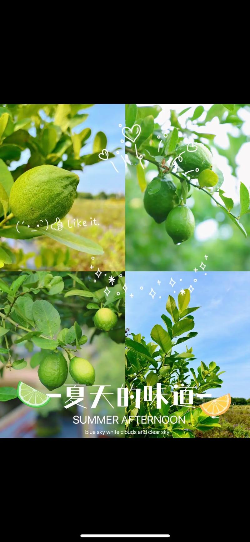 玉米种植技术与市场需求解析