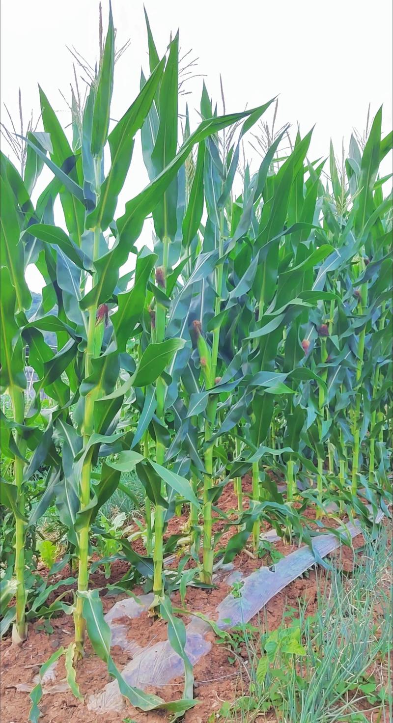 小麦种植迎来新机遇