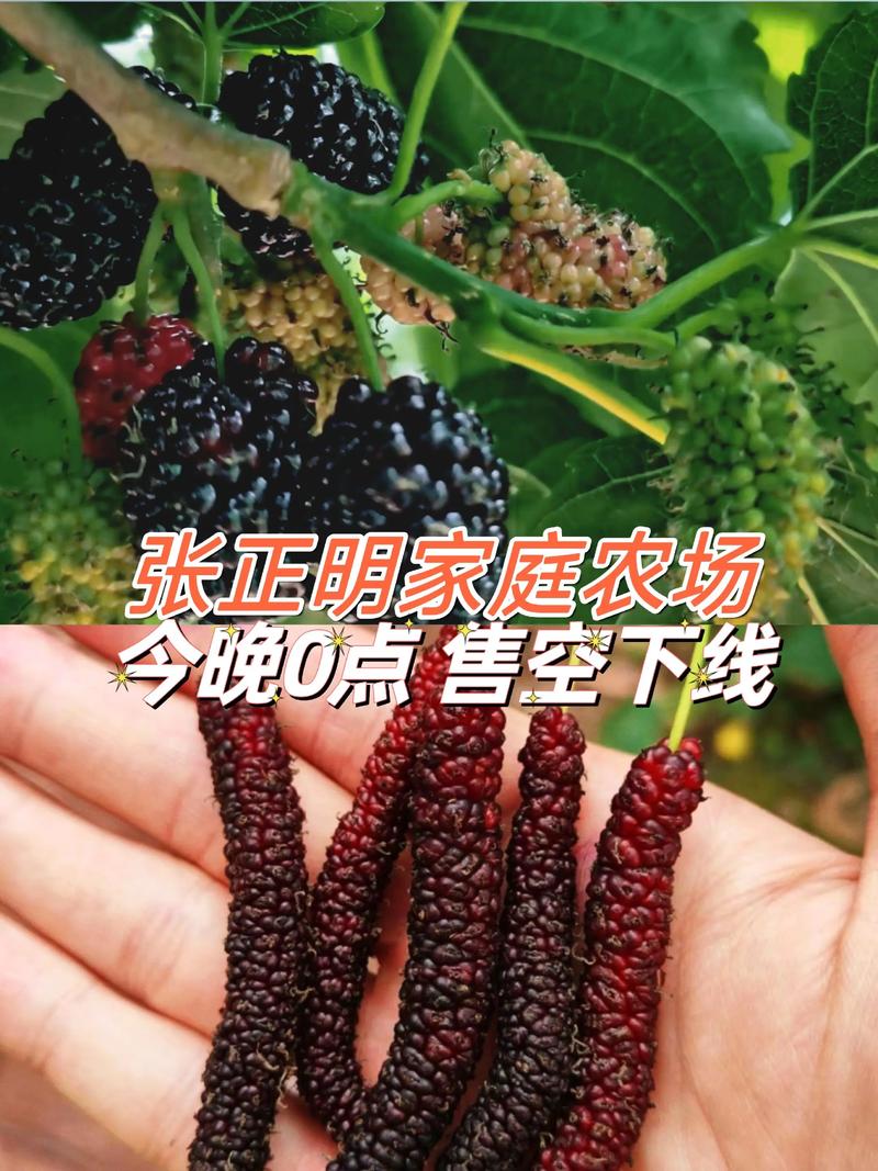 响水谷物种植：产业动态与未来展望